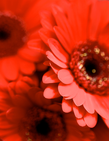 Background of Beauty Red Gerbera Flowers closeup. Focus on Edge of Petalsの写真素材