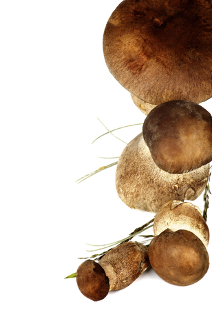 Frame of Raw Boletus Mushrooms with Grass and Stems isolated on White backgroundの写真素材