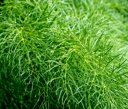 Background of Green Fresh Fluffy Dill closeup Outdoors. Selective Focusの写真素材