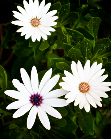 Big Beauty White Garden Daisy Flowers on Blurred Flower and Leafs background Outdoors. Focus on Foregroundの写真素材