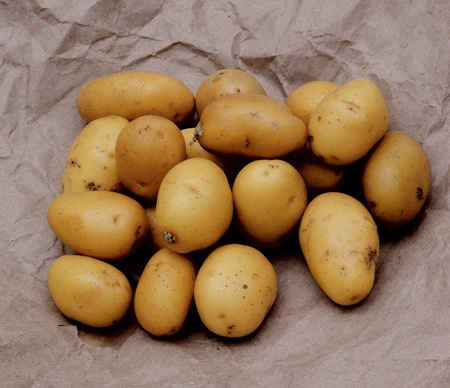 Raw Small Yellow Finger Potatoes closeup on Parchment Paperの写真素材