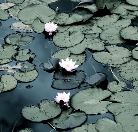 Beautiful White Creamy Water Lilies between Leafs closeup Outdoors. Focus on Foregroundの写真素材