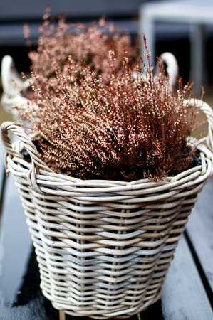 Christmas Decoration with Dried Pink and Brown Plants in Wicker Pots In a Row on Wooden Table. Selective Focusの写真素材