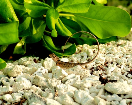 Small Lizard Iguana with Circle Shaped Tail on Shore Coral Stones closeup Outdoorsの写真素材