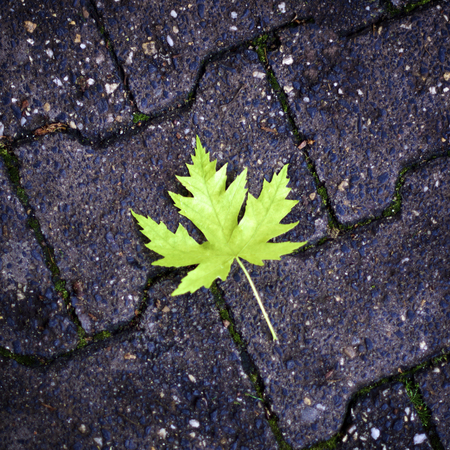 Fresh Green Maple Leaf on Asphalt closeup Outdoorsの写真素材
