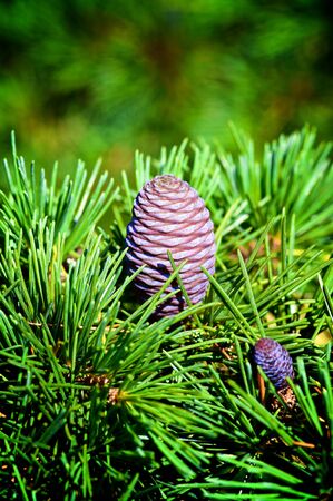Purple Cones of Korean Fir Tree Abies Koreana into Fir Needles closeup Outdoors. Focus on Big Coneの写真素材
