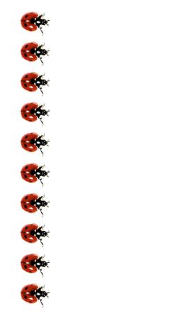 Collection of Lady Bird In A Row isolated on White background. Top Viewの写真素材