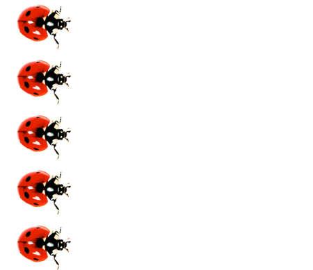 Collection of Live Lady Bird In A Row isolated on White backgroundの写真素材