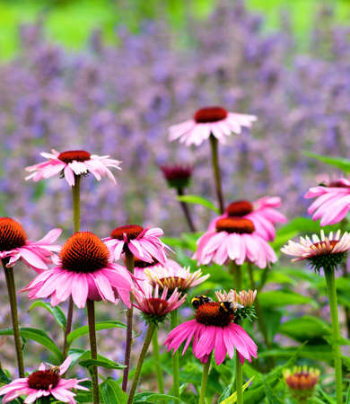 Pink Coneflower Echinacea with Two Bumblebees on Top of One Flower closeup on Blurred Natural backgroundの写真素材