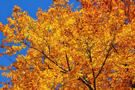 Colorful autumn landscape from Rodopi mountain, Bulgariaの写真素材