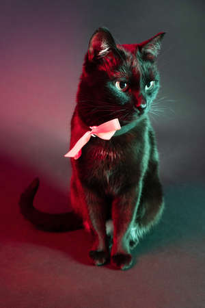 Beautiful black cat with a pink bow on a black background. Green-red illuminationの写真素材