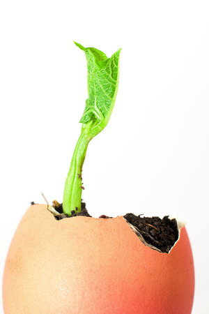 The plant grows from the soil, sprinkling in the egg on a white backgroundの写真素材