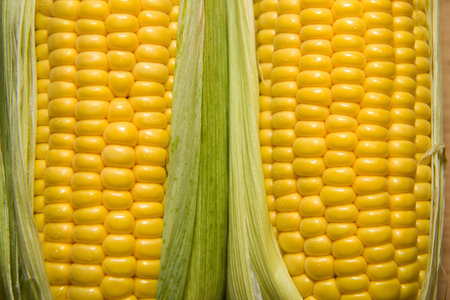 A few mature ears of corn on the old cloth