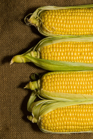 A few mature ears of corn on the old cloth