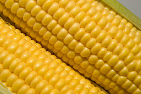 A few mature ears of corn
