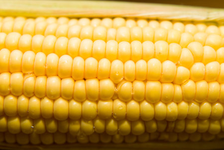 A  mature ear of corn on a  surface