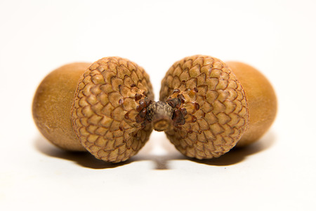 Two brown with acorn caps on over whiteの写真素材