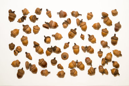 Many  brown acorns  with caps on over white