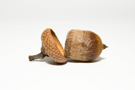 One  brown acorn  with cap on over whiteの写真素材