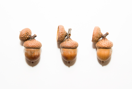 Three  brown acorns  with caps on over whiteの写真素材