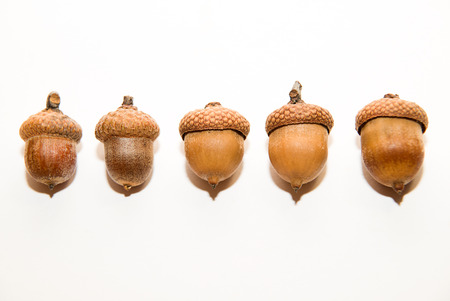 Many  brown acorns  with caps on over whiteの写真素材