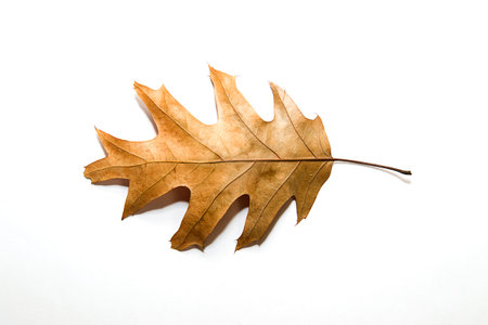 Dry autumn oak leaf on whiteの写真素材