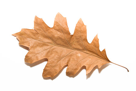 Dry autumn oak leaf on whiteの写真素材