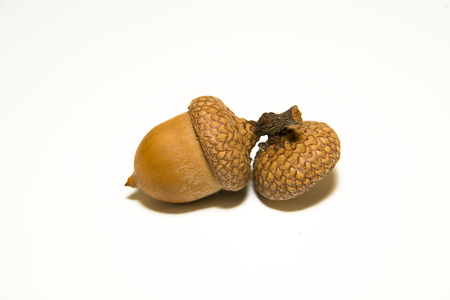 One  brown acorn  with cap on over whiteの写真素材