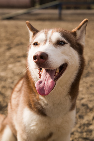 Husky Dog sitting on the territory of the site for dog trainingの写真素材