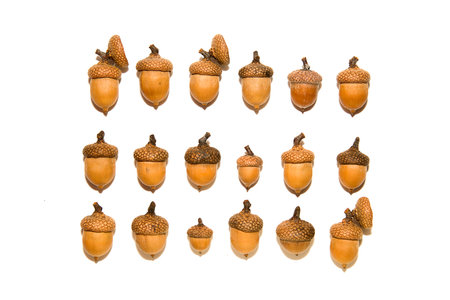 Many  brown acorns  with caps on over white