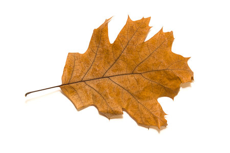 Dry autumn oak leaf on   white