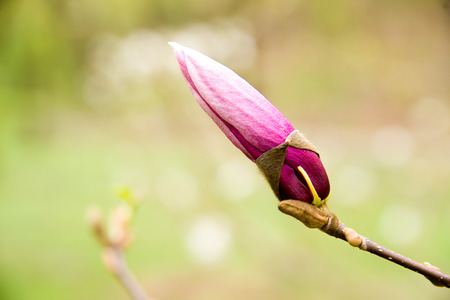 Magnolia blossoms in spring on a sunny dayの写真素材
