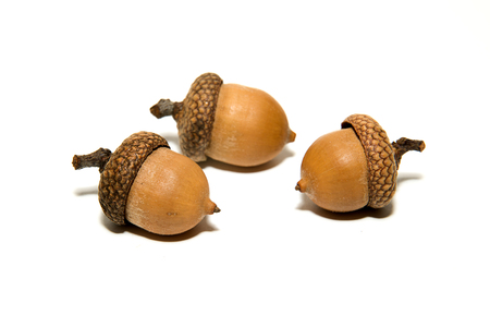 Three  brown acorns  with caps on over whiteの写真素材