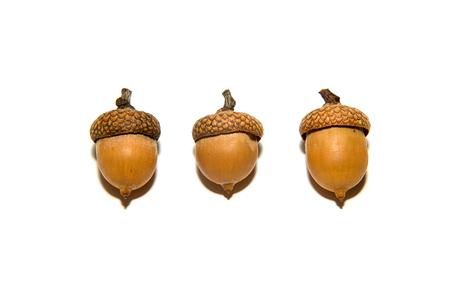 Three  brown acorns  with caps on over whiteの写真素材