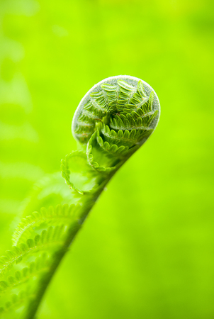 Green fern leaves in spring on a sunny dayの写真素材