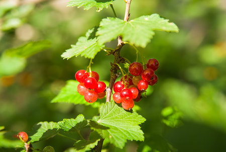 Ripe currant berries grow on the branches