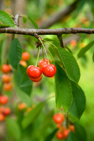 Ripe cherries growing on a tree among the foliage.の写真素材