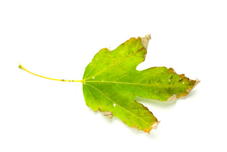 Dry fallen autumn leaf of a tree on over white