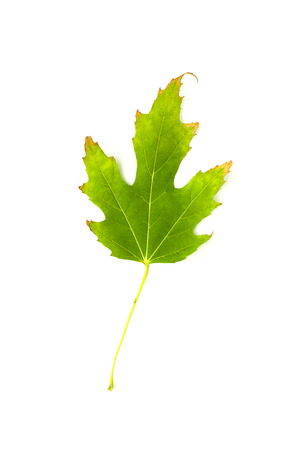 Dry fallen autumn leaf of a tree on over whiteの写真素材