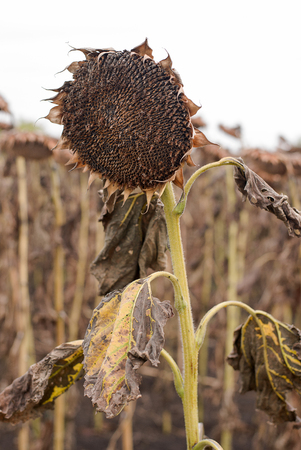 Dried sunflower on a field in autumnの写真素材