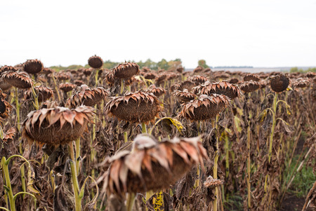 Dried sunflowers on a field in autumnの写真素材