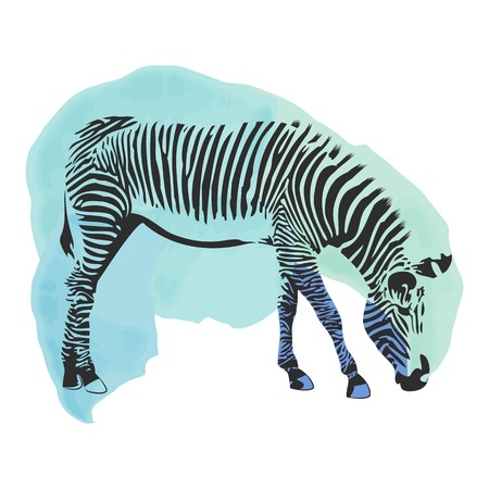 Colorful watercolor zebra cover. Abstract backgroundのイラスト素材