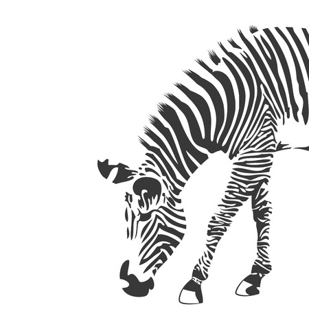 Illustration of zebra in black and whiteのイラスト素材