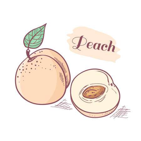 Hand drawn peach with slice. Vector illustrationのイラスト素材