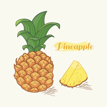 Vector illustration of hand drawn pineappleのイラスト素材