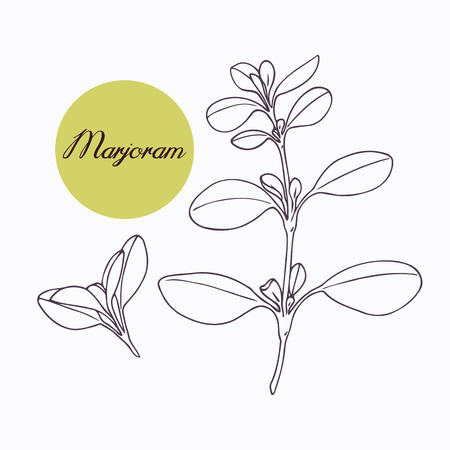 Hand drawn marjoram branch with leves isolated on white. Hand drawn spicy herbs. Doodle cooking ingredient for design. Hand drawn seasoning. Vector illustrationのイラスト素材