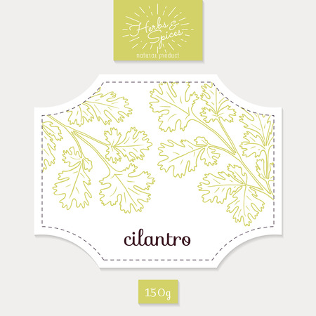Product sticker with  cilantro or coriander leaves. Spicy herbs packaging design. Food label template.のイラスト素材