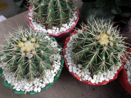The cactusの写真素材