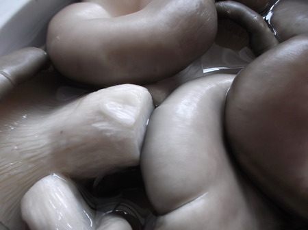 Mushroom close-upの写真素材