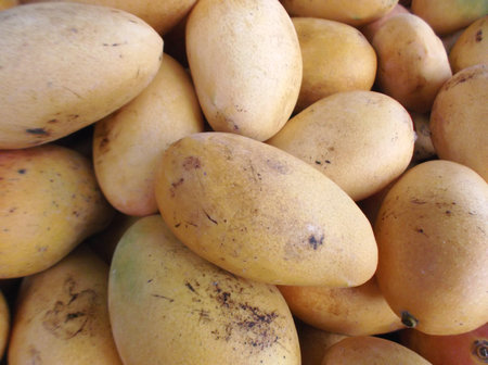 A bunch of mangoの写真素材